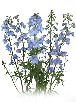 Delphinium svg #18, Download drawings