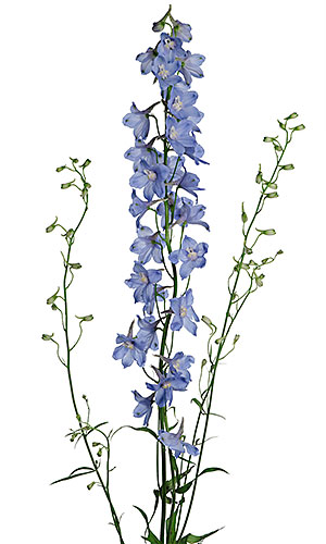 Delphinium svg #20, Download drawings