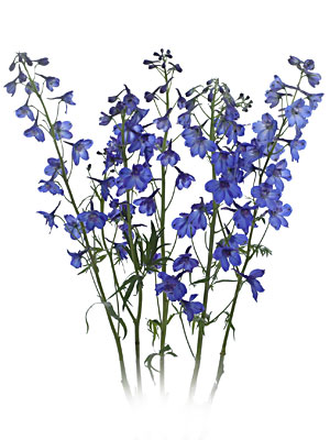Delphinium svg #19, Download drawings
