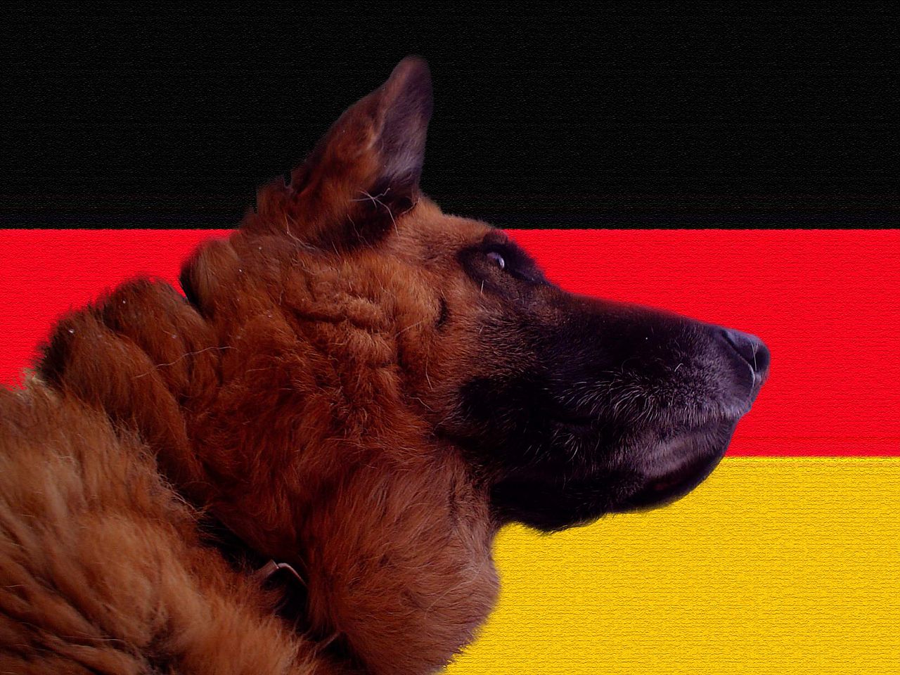 Deutscher Schaeferhund svg #6, Download drawings