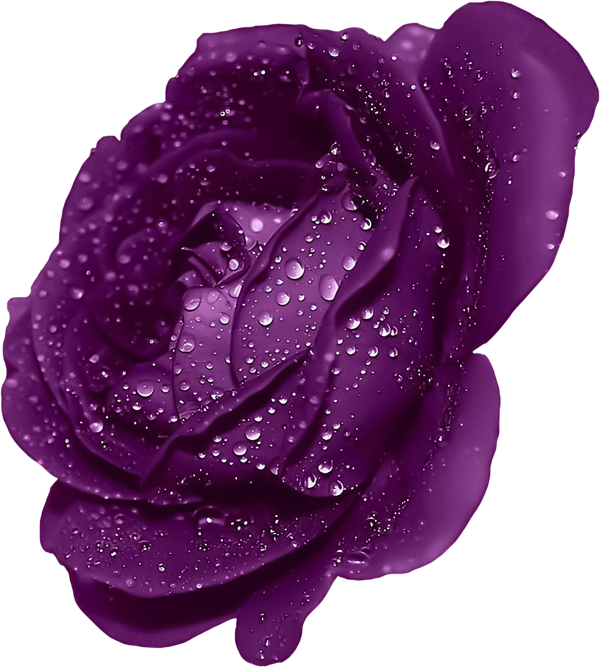 Purple Rose clipart #1, Download drawings