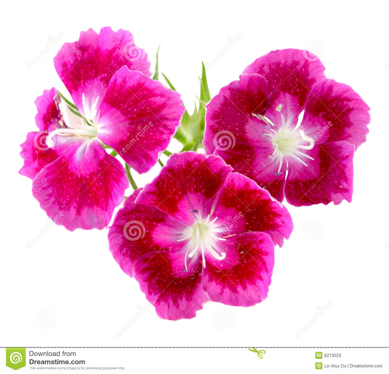 Dianthus clipart #3, Download drawings