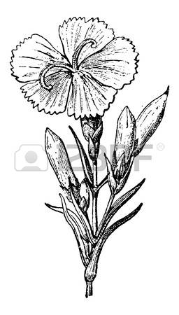 Dianthus clipart #20, Download drawings