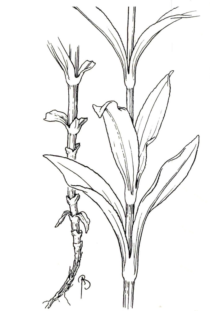 Dianthus coloring #1, Download drawings