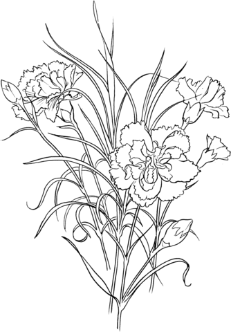 Dianthus coloring #18, Download drawings