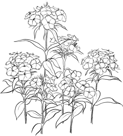 Dianthus coloring #15, Download drawings