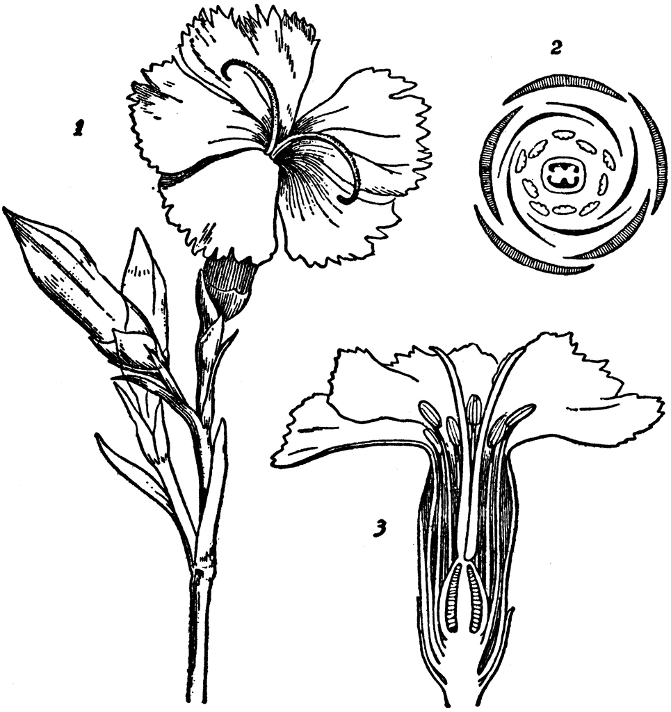 Dianthus coloring #11, Download drawings