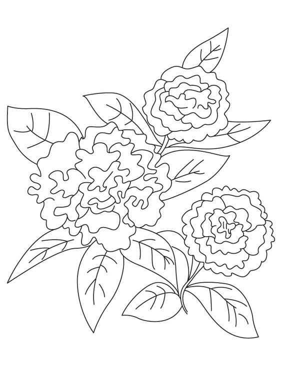 Dianthus coloring #16, Download drawings