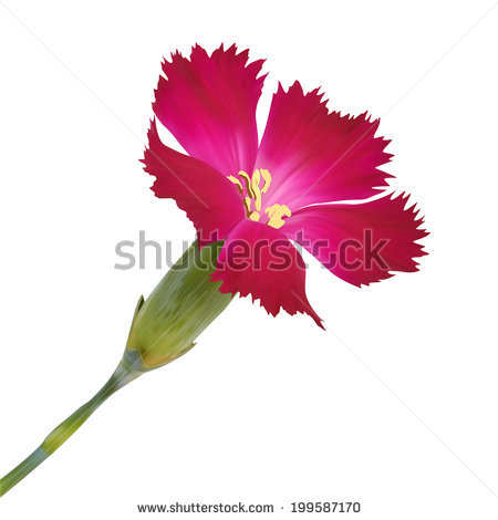 Dianthus svg #6, Download drawings
