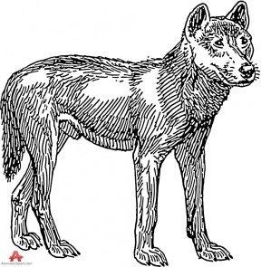 Dingo clipart #5, Download drawings