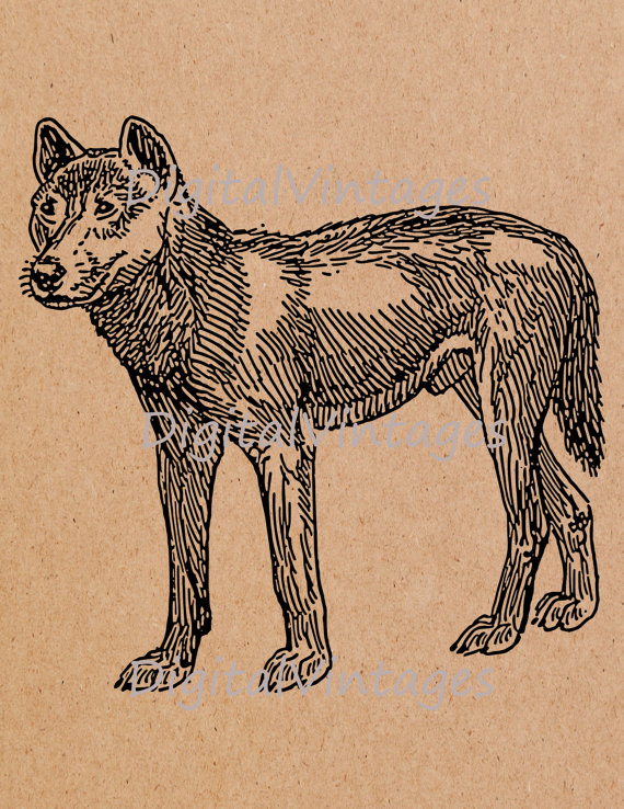 Dingo svg #6, Download drawings
