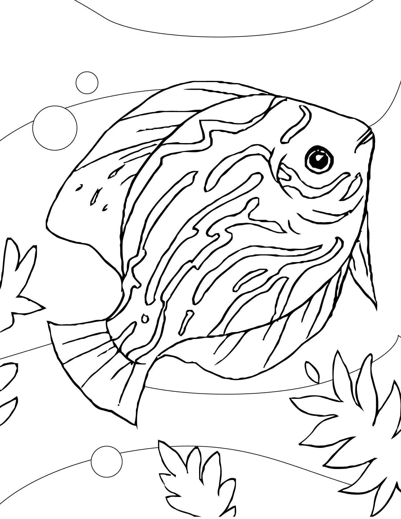 Discus Fish coloring #2, Download drawings