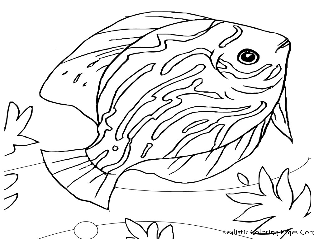 Discus Fish coloring #12, Download drawings