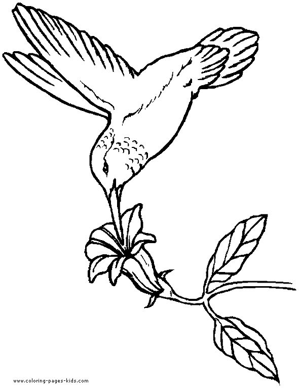 Doctor Bird coloring #13, Download drawings