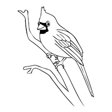 Doctor Bird coloring #15, Download drawings