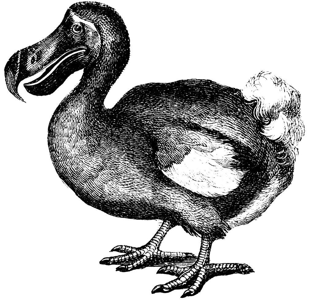Dodo clipart #13, Download drawings