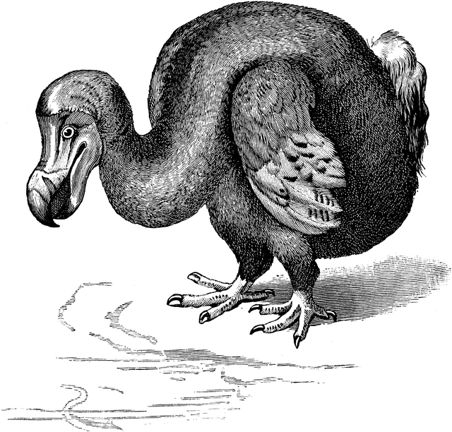 Dodo clipart #5, Download drawings