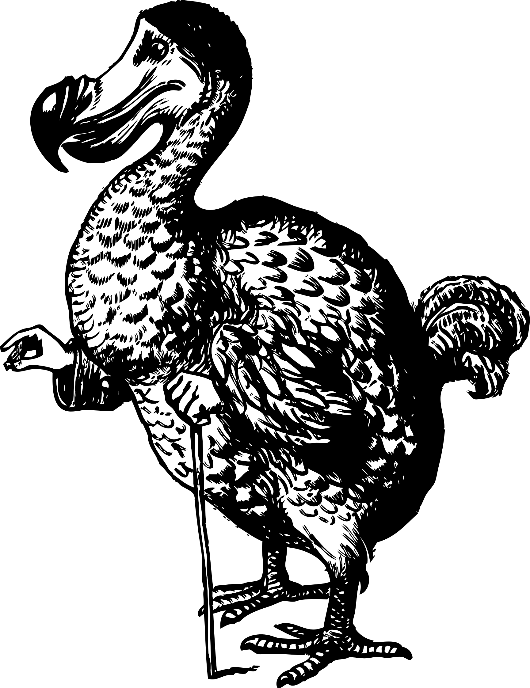 Dodo clipart #1, Download drawings