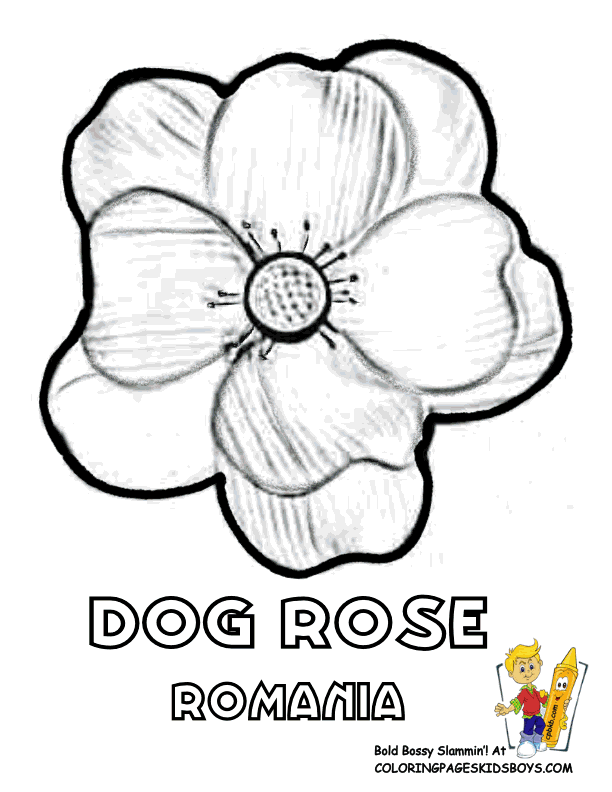 Dogrose coloring #15, Download drawings