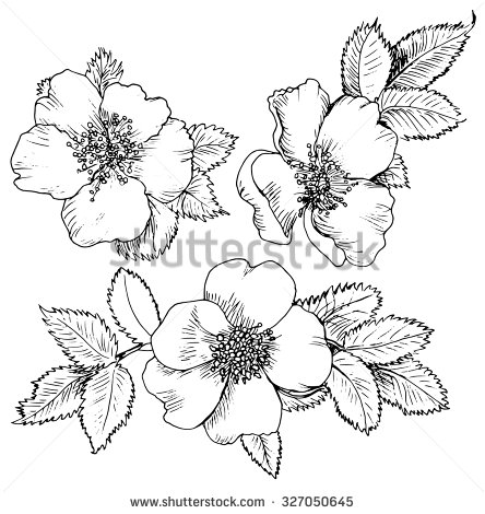 Dogrose svg #5, Download drawings