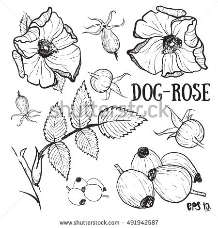 Dogrose coloring #7, Download drawings