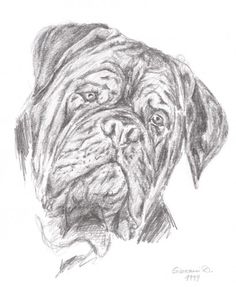 Dogue De Bordeaux svg #4, Download drawings