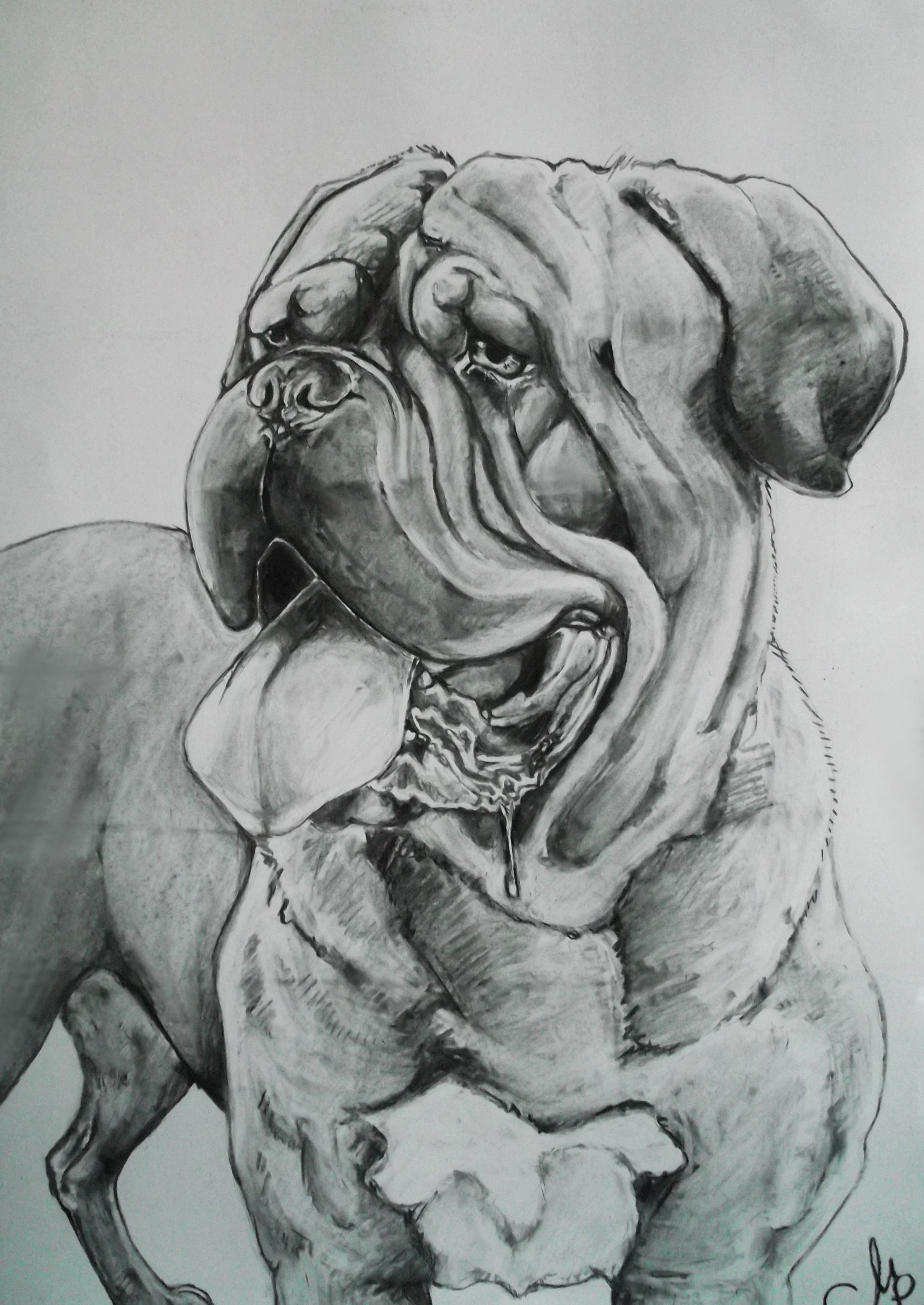 Dogue De Bordeaux svg #7, Download drawings