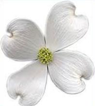 Dogwood clipart #13, Download drawings