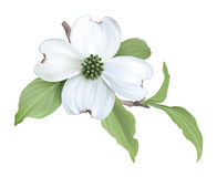 Dogwood clipart #10, Download drawings