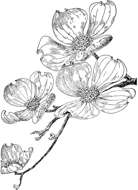 Dogwood clipart #19, Download drawings