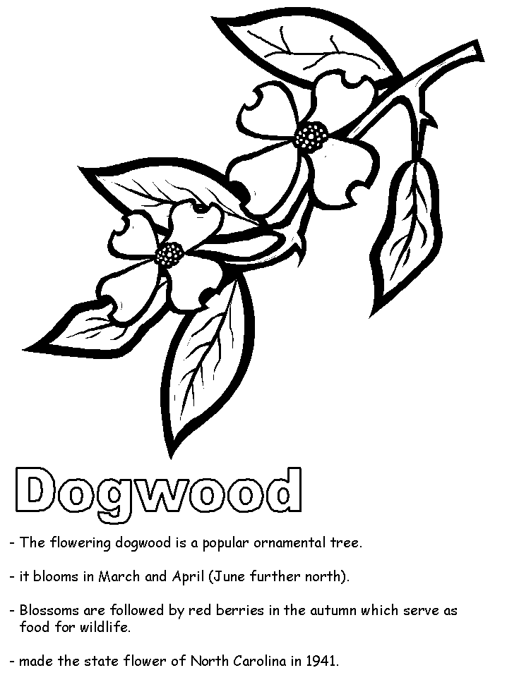 Dogwood coloring #20, Download drawings