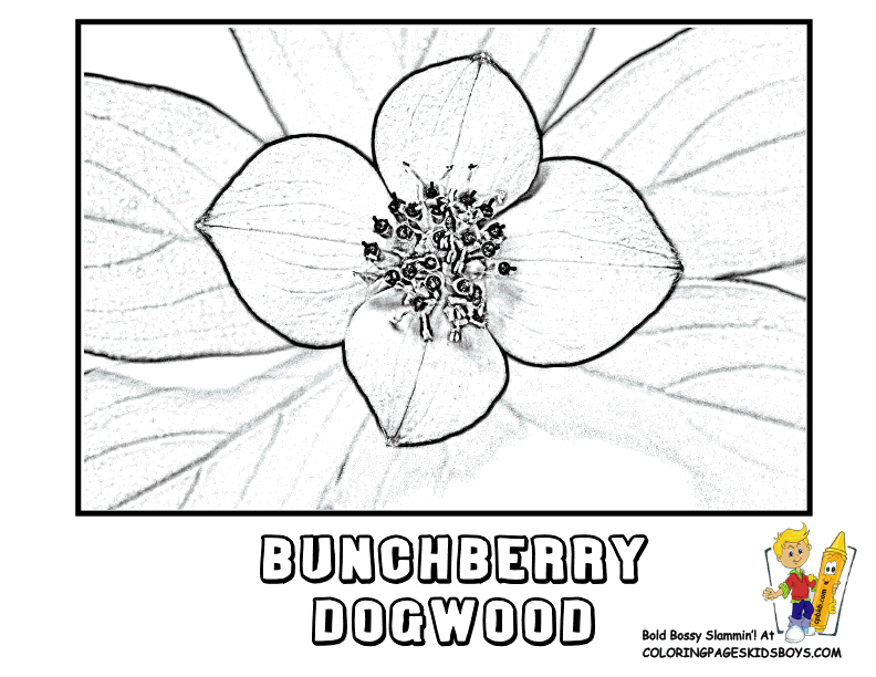 Dogwood coloring #7, Download drawings