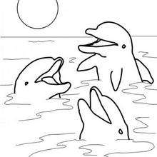Dolphins coloring #13, Download drawings