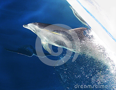 Dolphins Riding Bow clipart #16, Download drawings