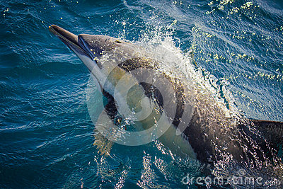 Dolphins Riding Bow clipart #15, Download drawings