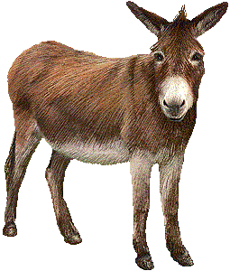 Donkey clipart #13, Download drawings