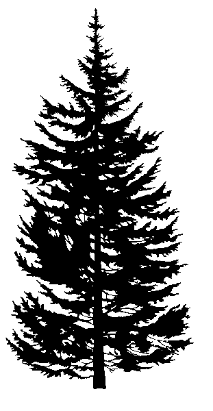 Douglas Fir Trees clipart #1, Download drawings