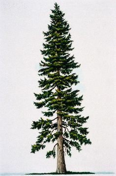 Douglas Fir Trees clipart #3, Download drawings