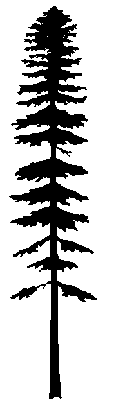 Douglas Fir Trees clipart #19, Download drawings