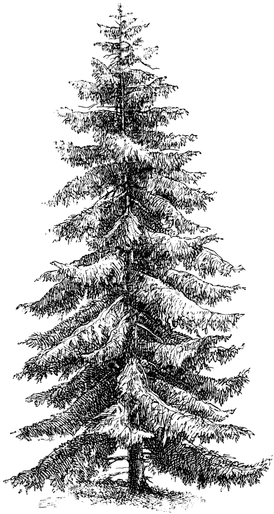 Douglas Fir Trees clipart #17, Download drawings