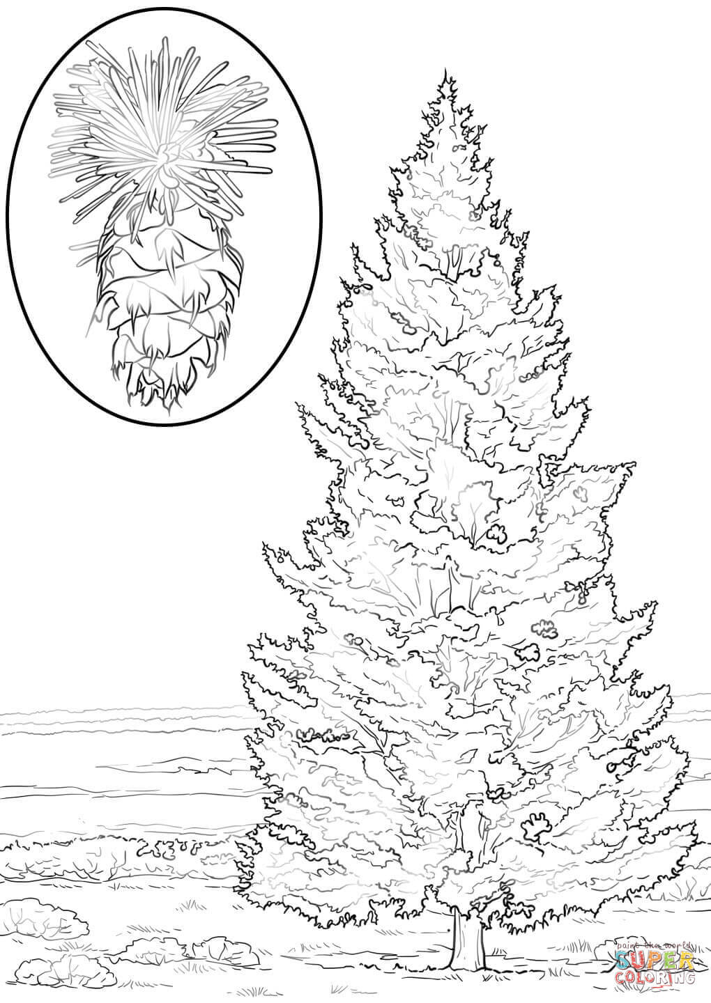 Douglas Fir Trees coloring #6, Download drawings