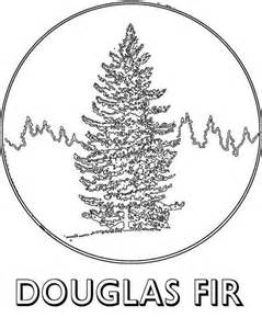 Douglas Fir Trees coloring #19, Download drawings
