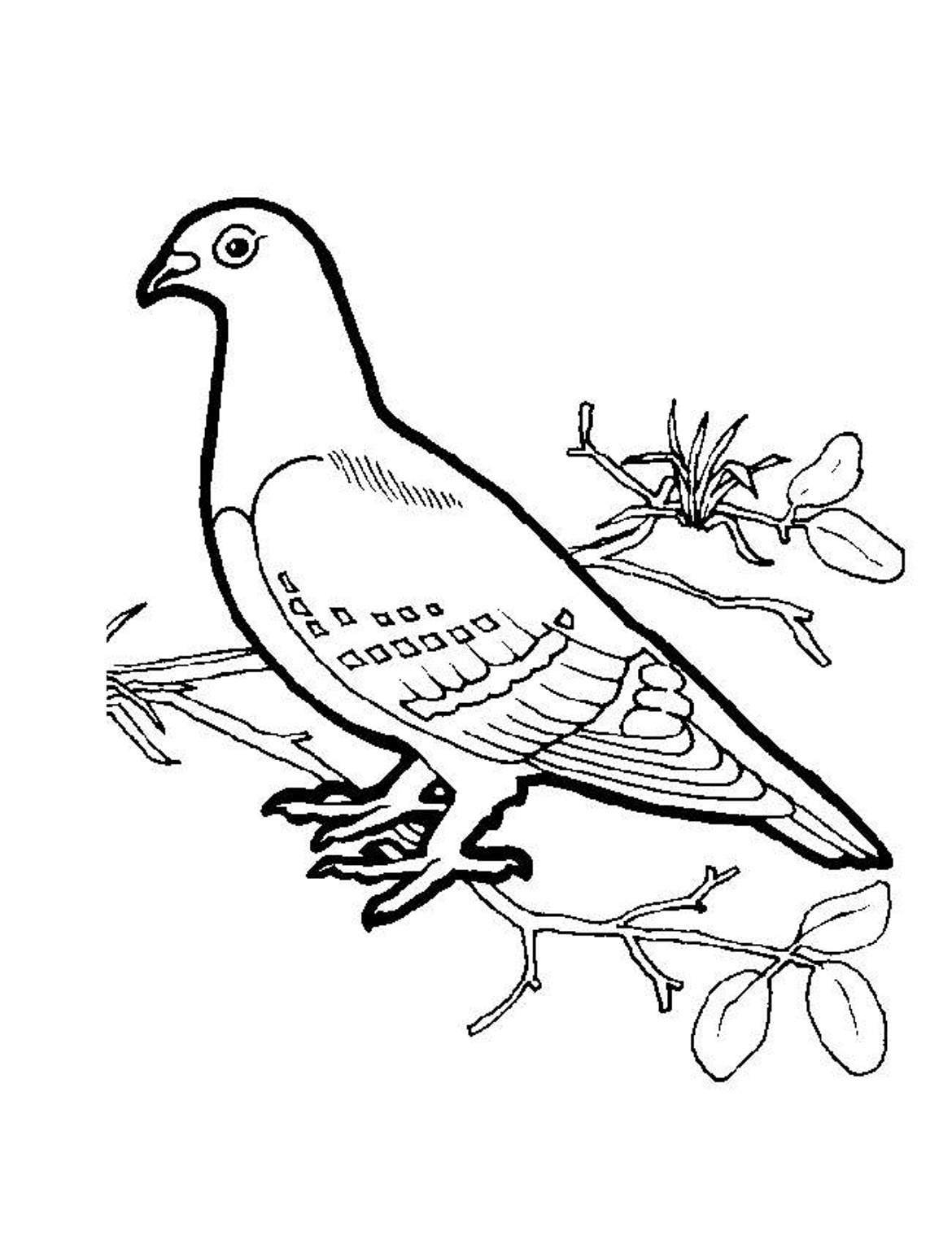 Dove coloring #11, Download drawings