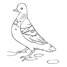 The Spotted Pigeon coloring #18, Download drawings