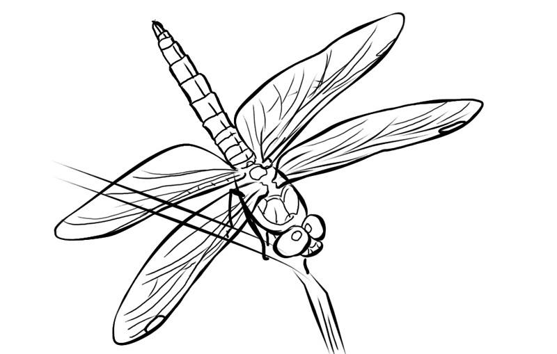 Dragonfly coloring #9, Download drawings