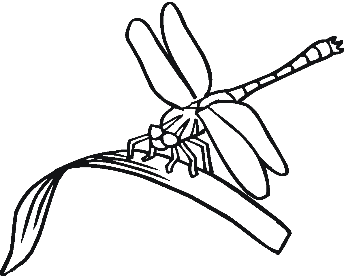 Dragonfly coloring #4, Download drawings