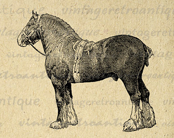 Draught Horse svg #4, Download drawings
