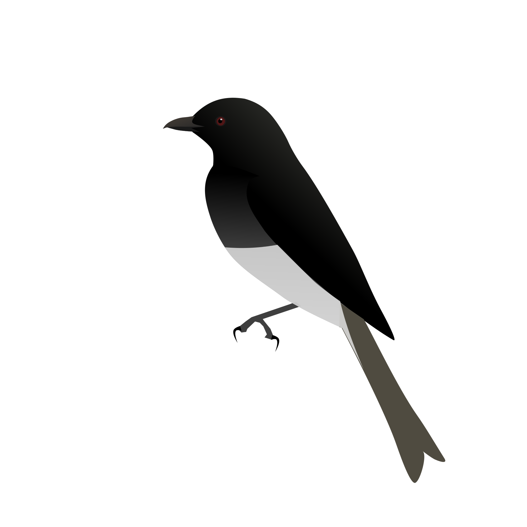 Drongo svg #17, Download drawings