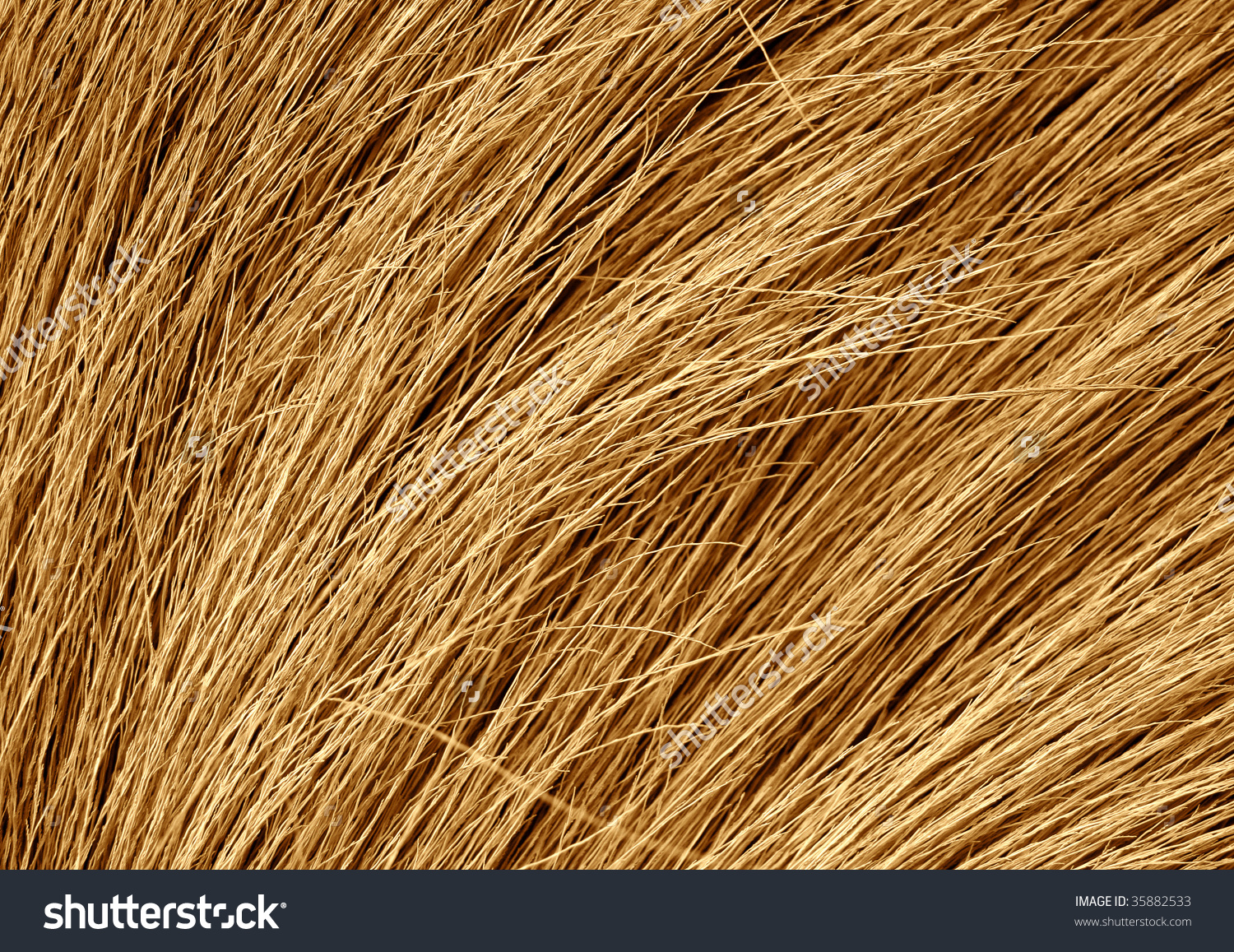 Dry Grass coloring #13, Download drawings