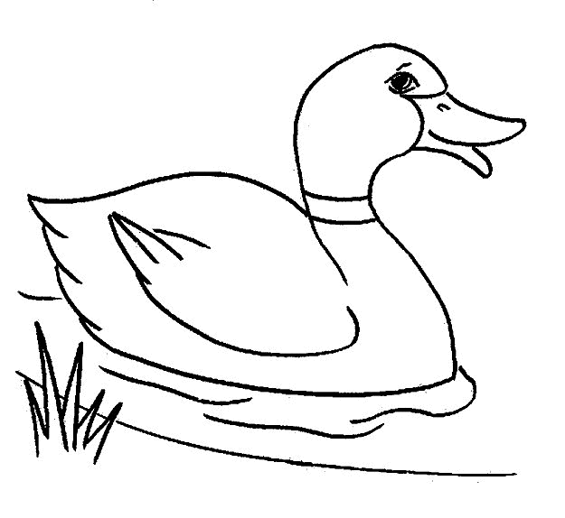 Duckling coloring #4, Download drawings